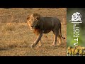 STUNNING MALE LION FROM LUANGWA .🦁 #shorts #lion