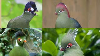 1 апреля - Международный день птиц. Турако или бананоеды (лат. Tauraco)