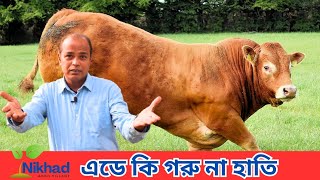 ফ্লেকভি জাতের দৈত্যাকার গরু | দেখে অবাক হয়ে গেলাম | Dairy farming | নিখাদ এগ্রো ভিলেজ
