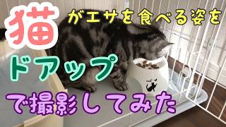 猫がエサを食べる姿をドアップで撮影してみた ASMR