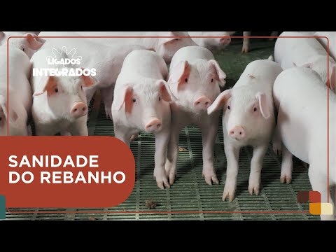 Doença vesicular suína ou febre aftosa: como diferenciar as doenças? | Ligados&Integrados - 25/03/24