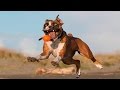 Animal Fails of the Week 3 January 2016 - Animal Fail Videos - Animal Fails Compilation 2016