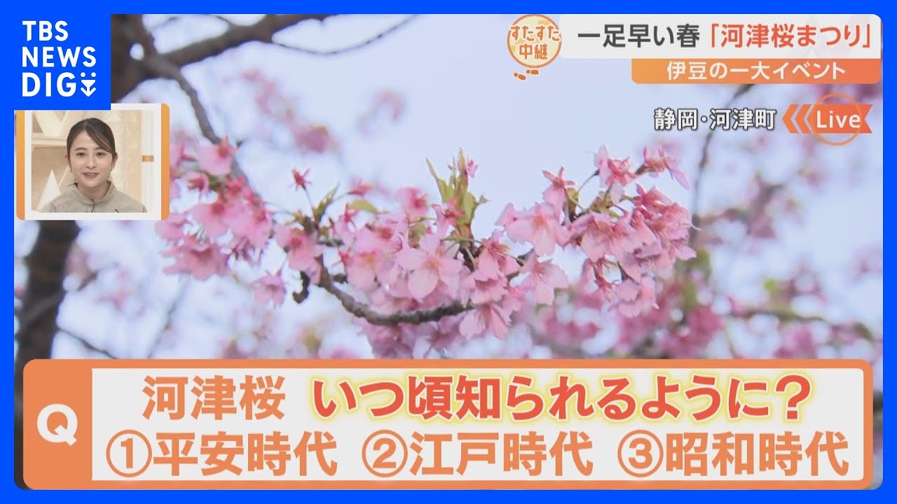「河津桜まつり」開催中！ライトアップで幻想的！早咲きの桜に感動！テラス席に座り、超豪華会席膳も！今年は暖かすぎて…｜TBS NEWS DIG