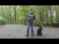 Standard Schnauzer Dog Training Winston Salem NC | Ollie の動画、YouTube動画。