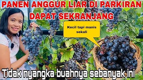 PERTAMA PANEN ANGGUR LIAR DI PARKIRAN DAPAT SEKRANJANG MANIS DAN GRATIS ,TIDAK ADA ORANG NGAMBIL