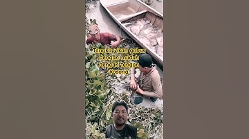 tangkap ikan gabus dengan mudah dengan tangan kosong #fishing #feedshorts #ikan #sungai