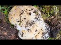 Сентябрьские грибы . Заилийского Алатау.