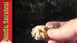 ✔️ How to use Pine Resin to Treat Wounds @ZimCoSurvival