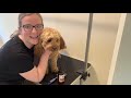 How to groom your Cavoodle