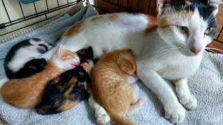 New Rescued kittens with Mommy #subscribe #cat #shortvideo #rescued #catlover