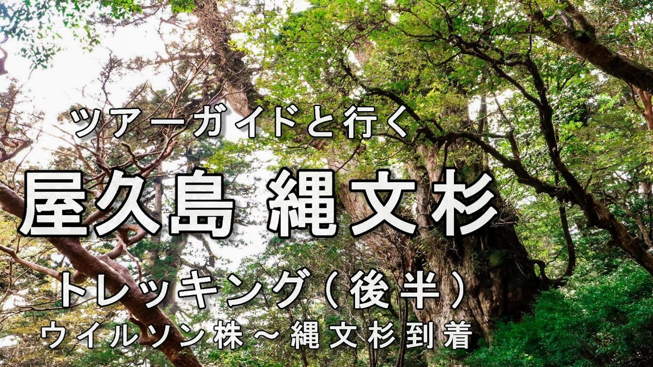 屋久島 縄文杉 ツアーガイドと行く 縄文杉トレッキング 後半 世界遺産 Youtube