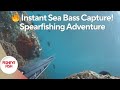 Spearfishing for sea bass instant capture