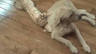 Leon Draper F1 Savannah Cat Playing with Dog In California