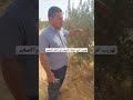 تهذيب أفرع أشجار الزيتون في العمر الصغير الزراعه الزتونة زراعة