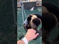 Swing Swing Pour La Vidéo Complète Consultez Notre Chaîne Gaitlynrae Monkey Funnyanimals Swing Swing Pour La Vidéo Complète Consultez Notre Chaîne Gaitlynrae Monkey Funnyanimals