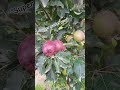 Scarlet spur🍎 #apple #nature #garden