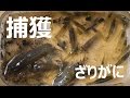 小さなザリガニ&亀を捕獲!ガサガサの鬼