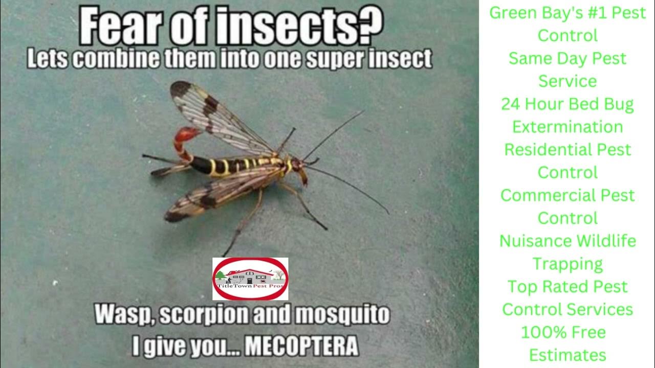 Insects animals примеры. It s an insect s life перевод. Jokes about insect. Were insect. Riddles about insects.