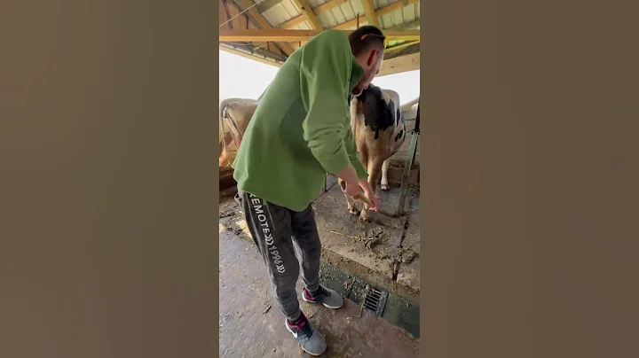 Cleaning manure at a cow farm #cows #farm