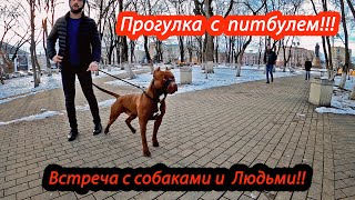 Прогулка с питбулем Мусой в городе. питбуль/pitbull/намордник