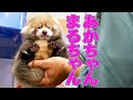 【レッサーパンダ】あかちゃんまるちゃん Red Panda MARUMI at Maruyama Zoo
