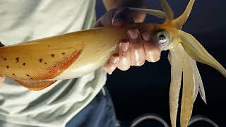 Squid Fishing at Sunset - Father & Son Fishing  - Tataki - Eging (Squid jigging) n. 25