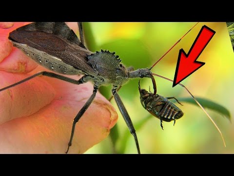 14 Scariest Insects