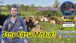 Με τα γίδια στη φύση!!!