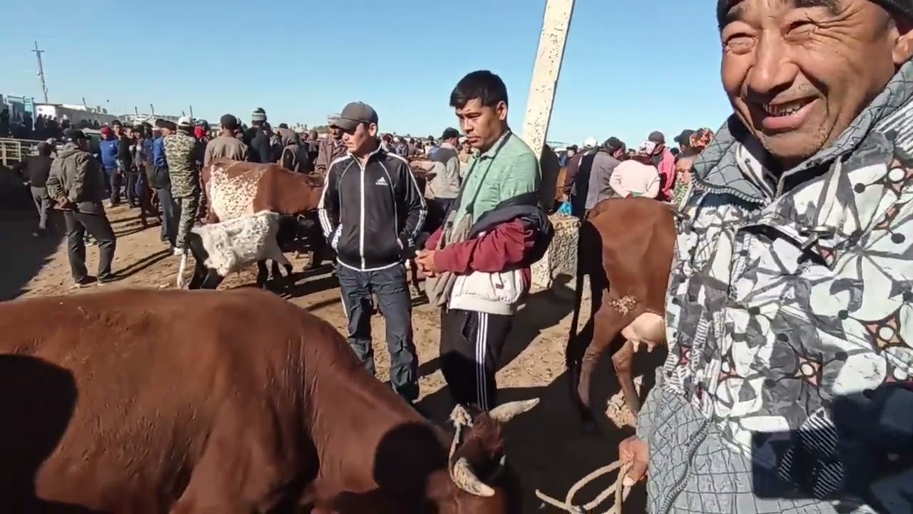 6-ОКТЯБРЬ/2024/ШЫМБАЙ МАЛ БАЗАРЫ/МАЛ БАЗАР 2024/ДЕМ БЕРМЕС МАЛ БАЗАР