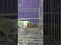 #parrot #talkingparot #birds #nonstoptalkingparrot #funnyshorts #shorts ##viral #viralvideo #shorts