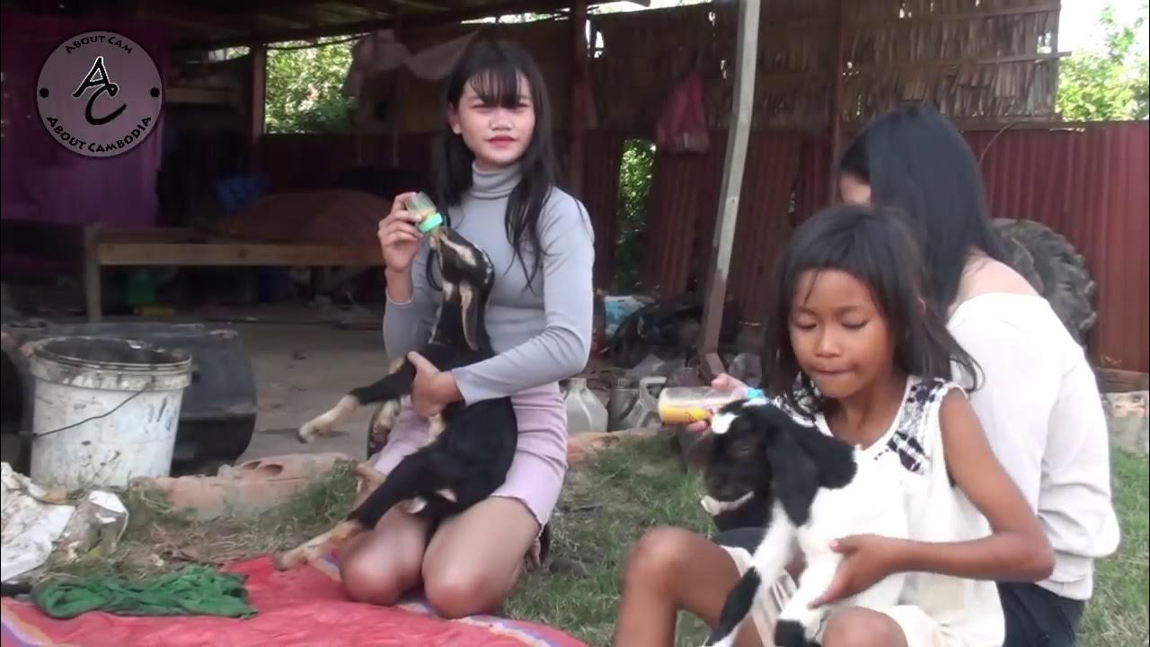 Amazing Girl Breastfeeding Cute Goat at Home Girl Give Milk To Baby