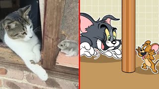 Try Not To Laugh  New Funny Cats Video and Art 2024