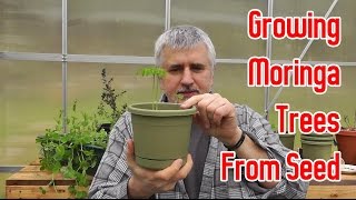 Growing Moringa Trees From Seeds