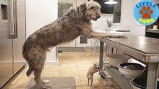 Hilarious Photos Of Irish Wolfhounds, And It’s CRAZY How Large They Are