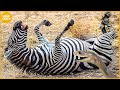 30 moments when animals were paralyzed by venom snake zebra didnt know black mamba would do this