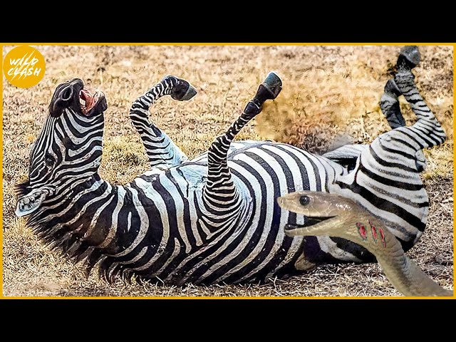 30 Moments When Animals Were Paralyzed By Venom Snake, ZEBRA DIDN'T KNOW BLACK MAMBA WOULD DO THIS class=