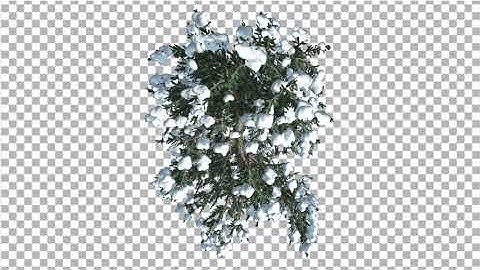 White Fir Thin Top Down Snow Coniferous Evergreen | Motion Graphics - Envato elements