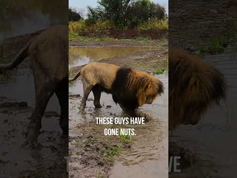 LION Brothers Cause Chaos in Water #wildlife #animal #fun