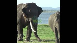 Single Tusker Elephant | 単牙ゾウ | Elephant | الفيل ذو الناب الواحد | Animals | Wildlife #Shorts