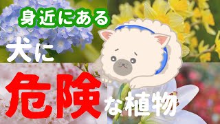 注意 犬が口にすると危険な植物 Youtube 注意 犬が口にすると危険な植物 Youtube