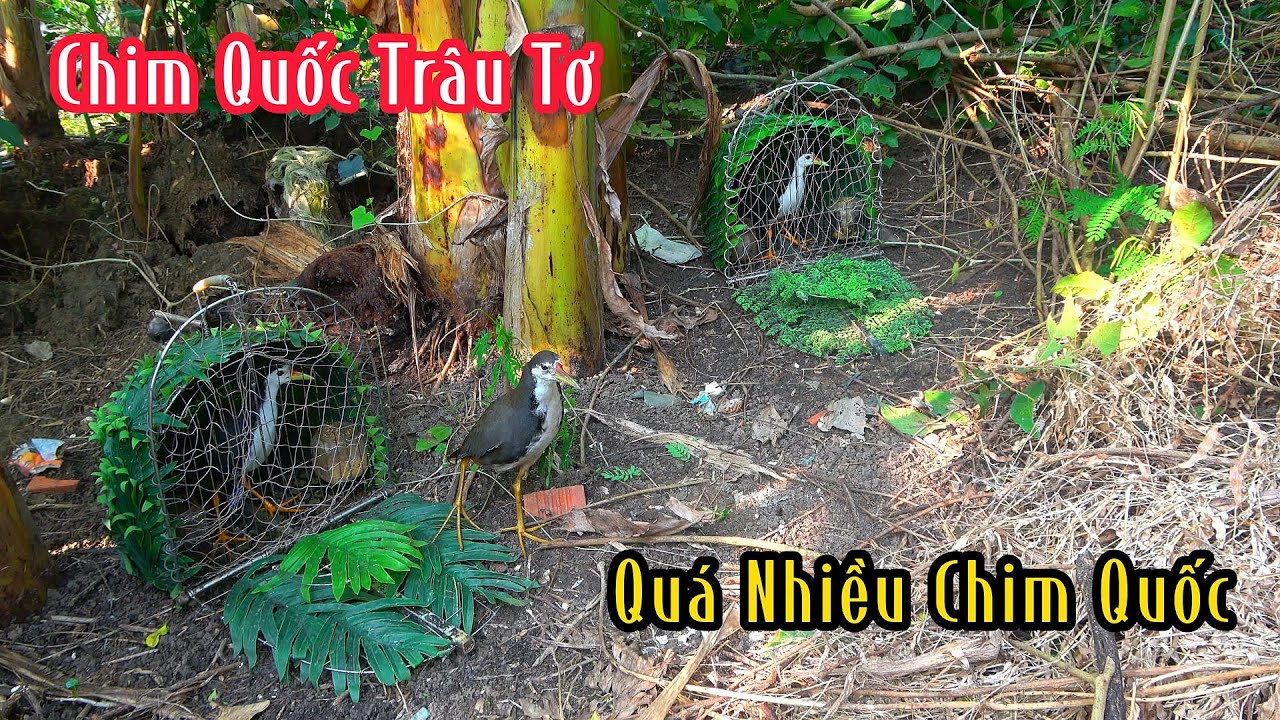 Ổ Chim Quốc Này Bắt Hoài Không Hết | Đam Mê Săn Bắt