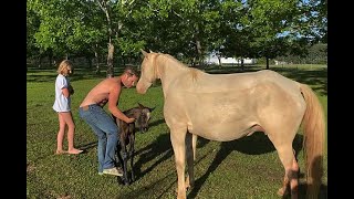 Foal with Neuro and Dummy Foal Behavior — Day 1 Family Orchards Farm