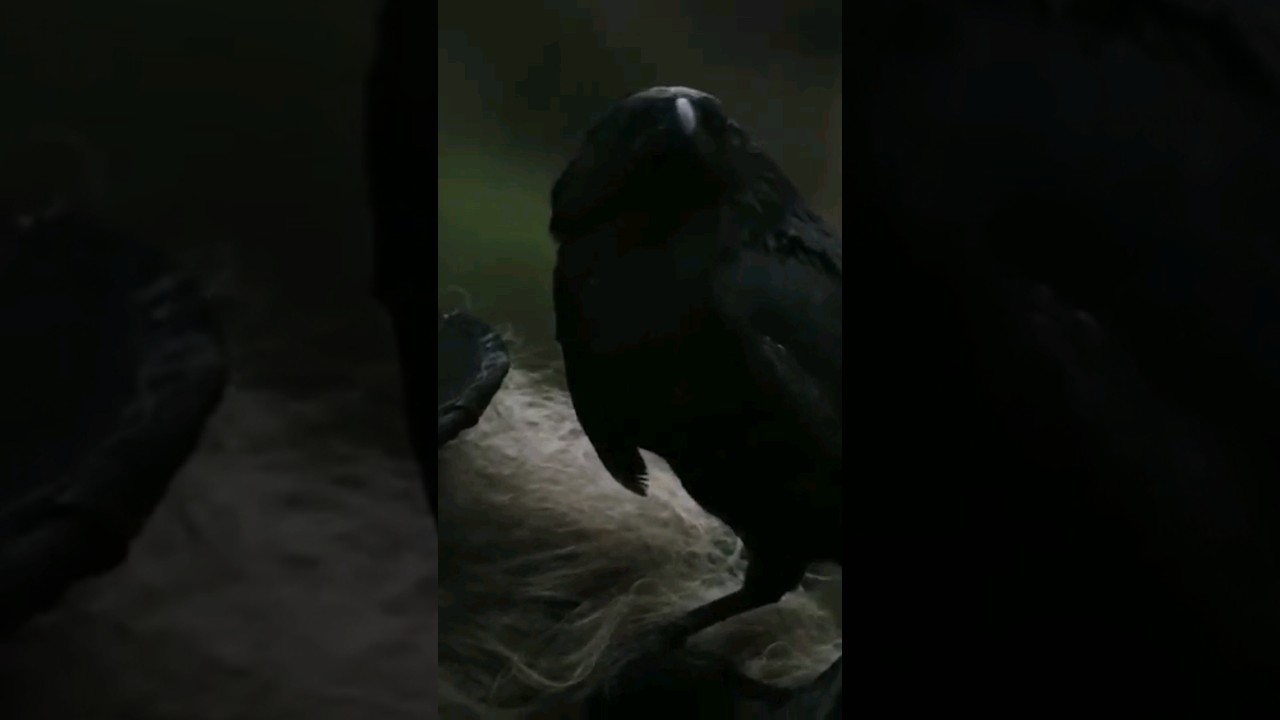 What does raven mean in mythology? 