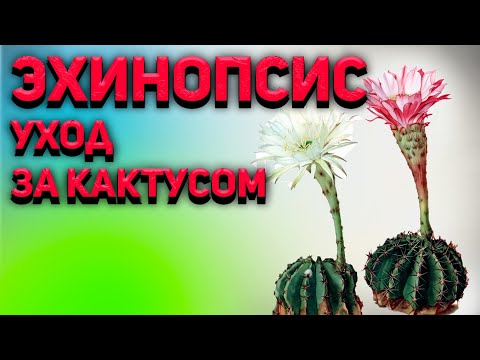 Video: Echinopsis kaktus: tavsifi, o'sish xususiyatlari, sug'orish, ko'chirib o'tkazish