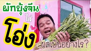 ผักบุ้งจีน ใส่โอ่ง ผลเป็นอย่างไร ต้องพิสูจน์ | บ่าวผ้าขาวม้าพาเพลิน |