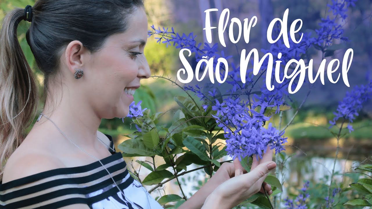 FLOR-DE-SÃO-MIGUEL ou VIUVINHA | Curiosidades e dicas de cultivo - thptnganamst.edu.vn