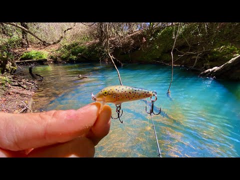 Video: Trucha de arroyo: descripción de la especie, características de pesca