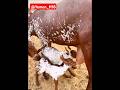ماعز الدهم الوشح عسى الله يبارك Goat Shorts ماعز الدهم الوشح عسى الله يبارك Goat Shorts