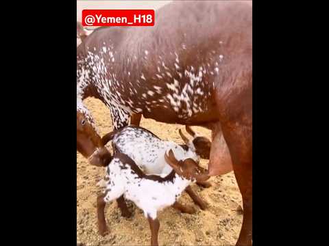 ماعز الدهم الوشح عسى الله يبارك