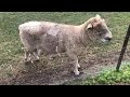 Barry the ram and his giant ball sack (testicles - sorry for those looking for scientific language)